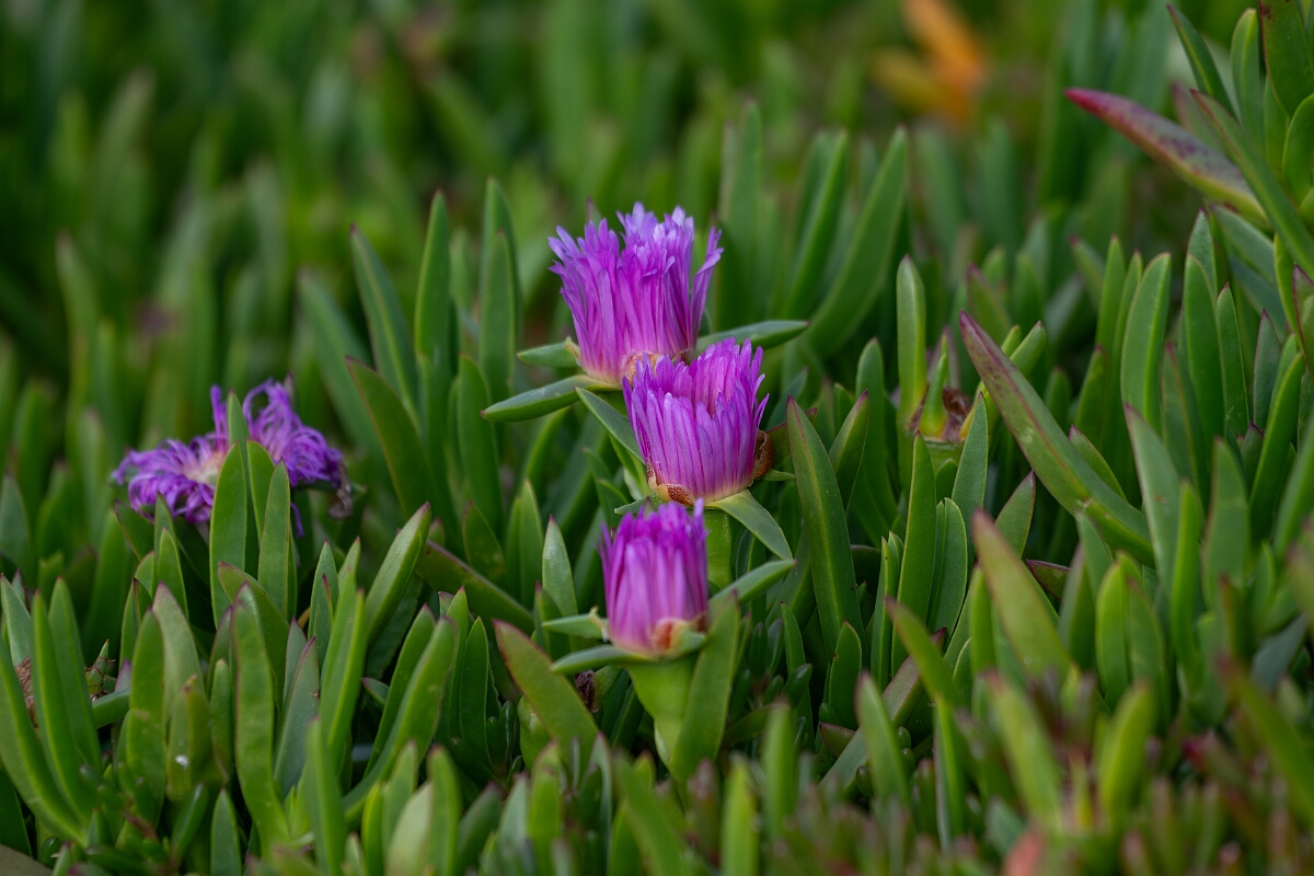 David Plant Photography - Wildlife Photography - Hottentot fig - B.jpg - Hottentot fig - Cornwall