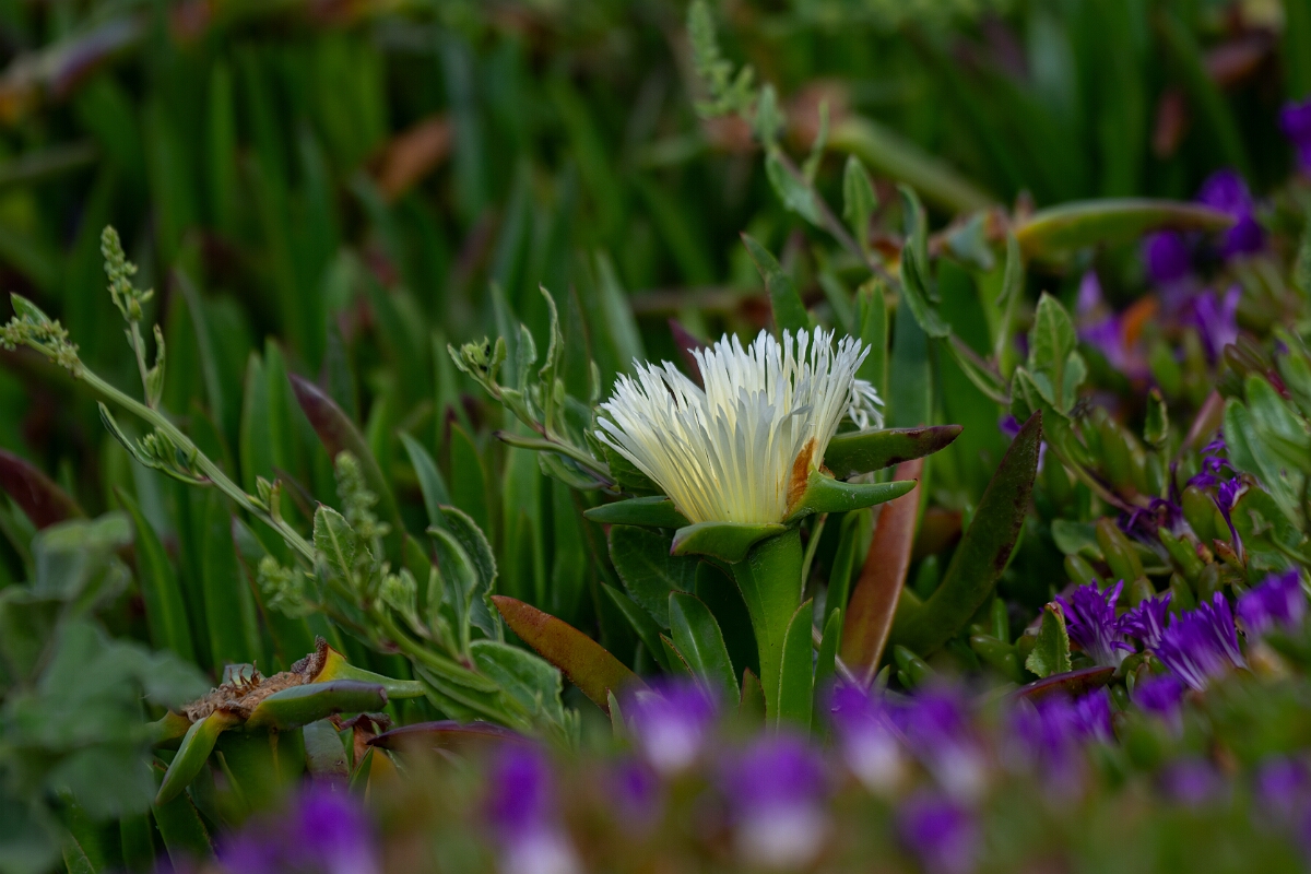 David Plant Photography - Wildlife Photography - Hottentot fig - C.jpg - Hottentot fig - Cornwall