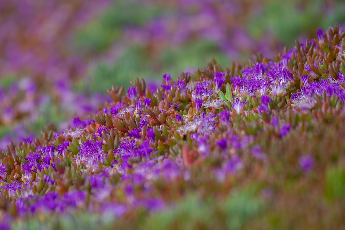 David Plant Photography - Wildlife Photography - Purple dewplant - A.jpg - Purple dewplant - Cornwall