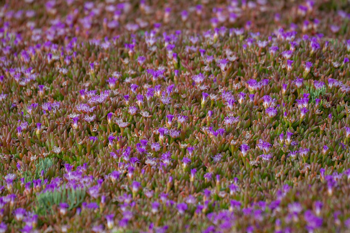 David Plant Photography - Wildlife Photography - Purple dewplant - B.jpg - Purple dewplant - Cornwall