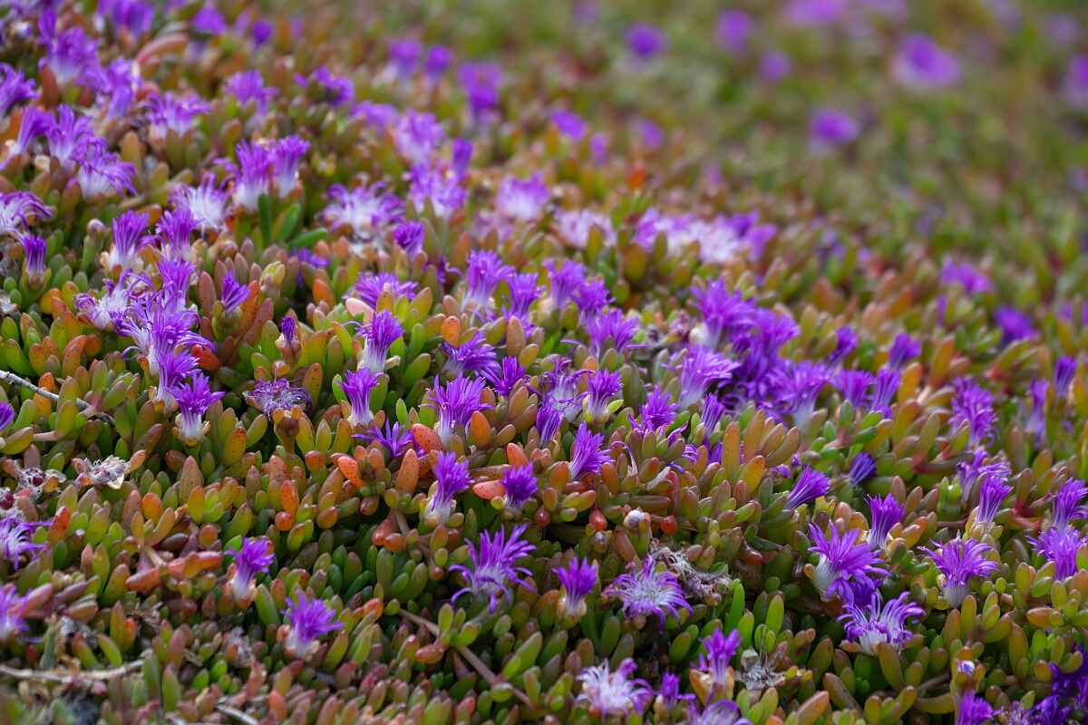 David Plant Photography - Wildlife Photography - Purple dewplant - C.jpg - Purple dewplant - Cornwall