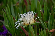 David Plant Photography - Wildlife Photography - Hottentot fig - A