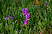 David Plant Photography - Wildlife Photography - Hottentot fig - B