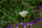 David Plant Photography - Wildlife Photography - Hottentot fig - C