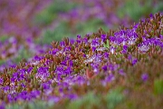 David Plant Photography - Wildlife Photography - Purple dewplant - A