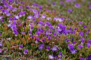 David Plant Photography - Wildlife Photography - Purple dewplant - C
