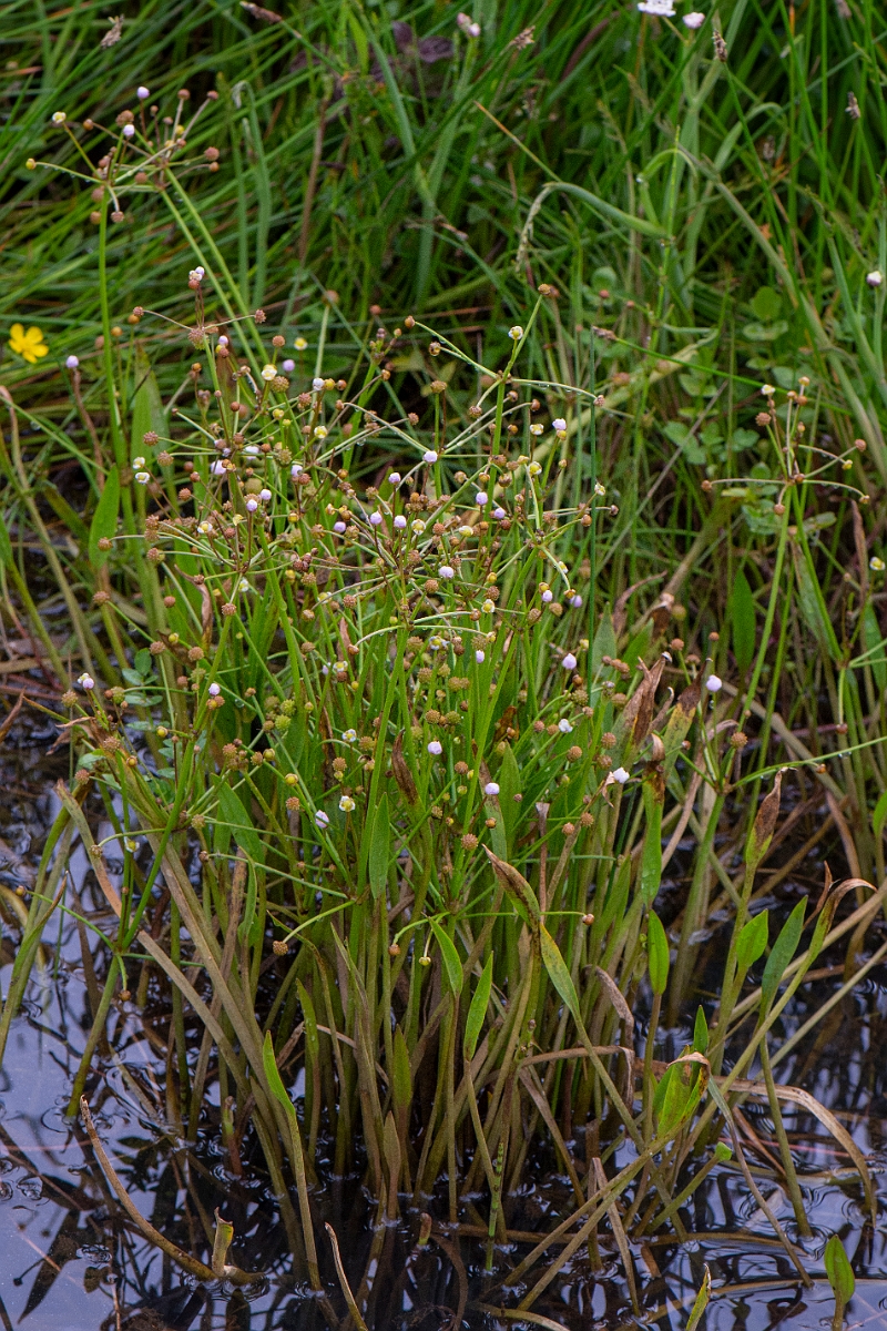 David Plant Photography - Wildlife Photography - Lesser water-plantain - B.JPG - Lesser water-plantain - Bridgend