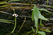 David Plant Photography - Wildlife Photography - Arrowhead - A