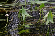 David Plant Photography - Wildlife Photography - Arrowhead - B