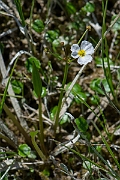 David Plant Photography - Wildlife Photography - Lesser water-plantain - A
