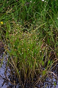David Plant Photography - Wildlife Photography - Lesser water-plantain - B