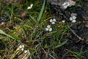 David Plant Photography - Wildlife Photography - Lesser water-plantain - C