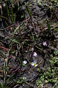 David Plant Photography - Wildlife Photography - Lesser water-plantain - D