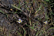 David Plant Photography - Wildlife Photography - Lesser water-plantain - F