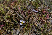 David Plant Photography - Wildlife Photography - Lesser water-plantain - G