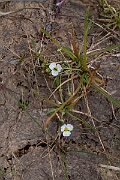 David Plant Photography - Wildlife Photography - Lesser water-plantain - H