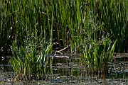 David Plant Photography - Wildlife Photography - Water plantain - A