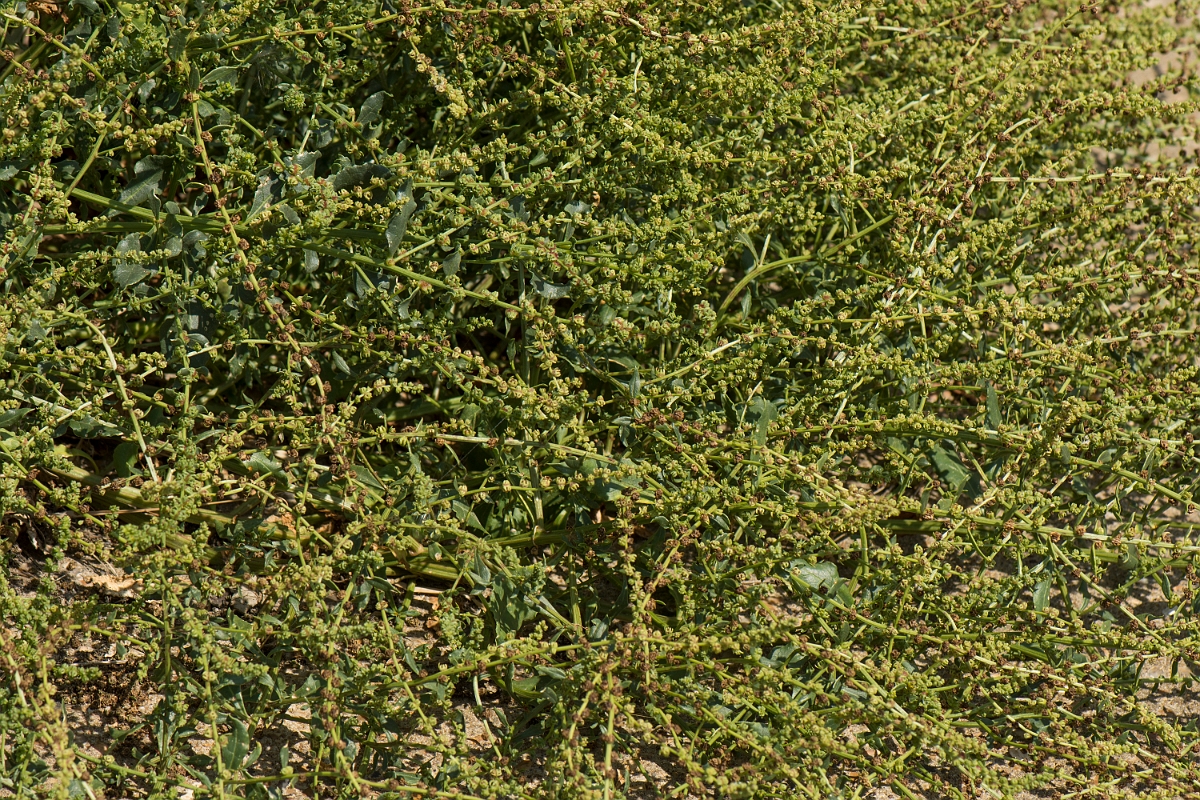 David Plant Photography - Wildlife Photographer - Sea beet - A.jpg - Sea beet - Kent