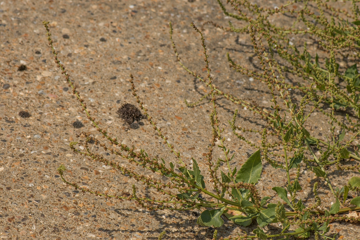 David Plant Photography - Wildlife Photographer - Sea beet - D.jpg - Sea beet - Kent