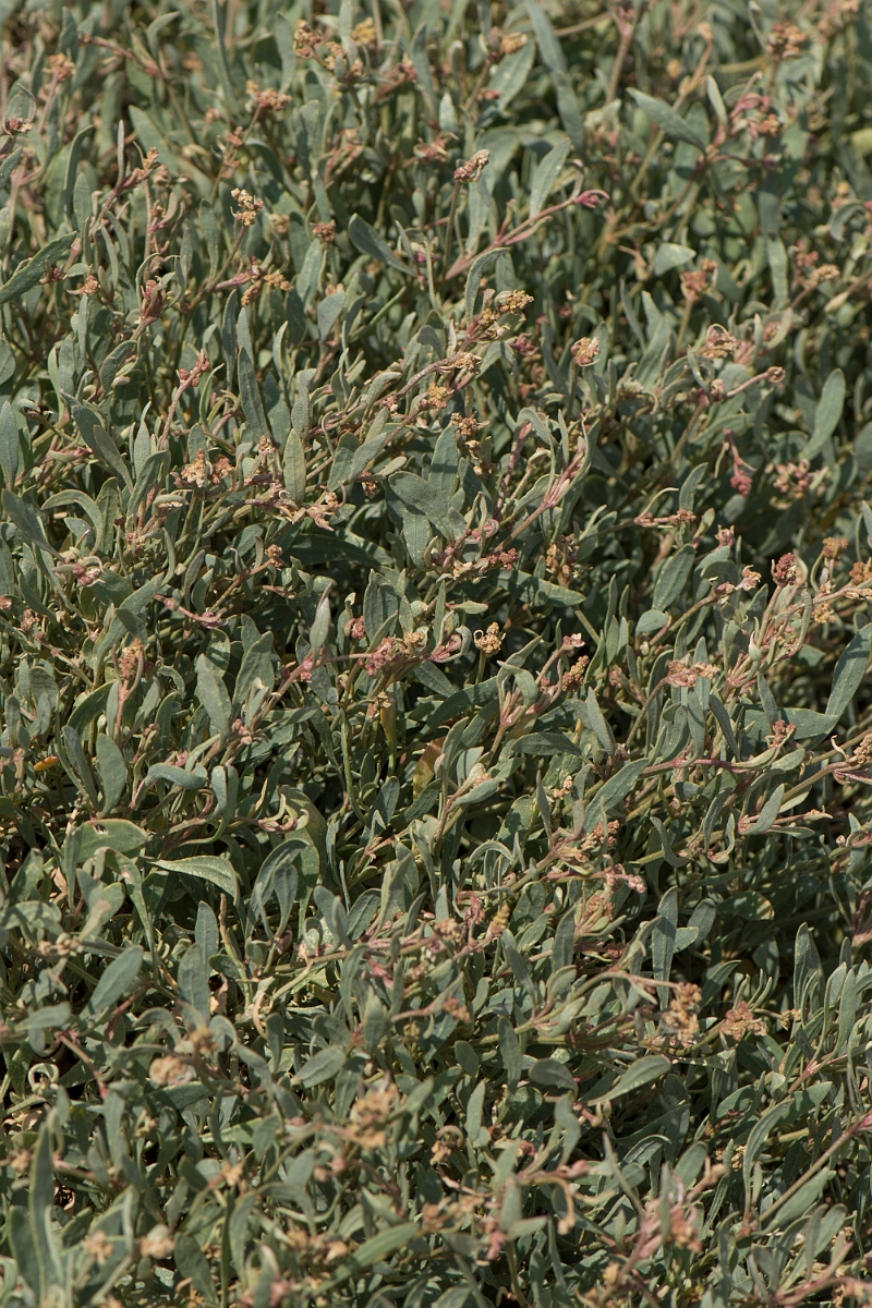 David Plant Photography - Wildlife Photographer - Sea purslane - A.jpg - Sea purslane - Kent