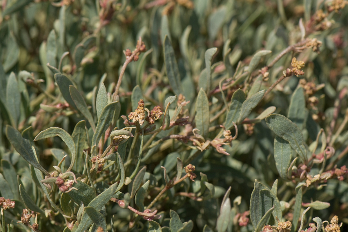 David Plant Photography - Wildlife Photographer - Sea purslane - B.jpg - Sea purslane - Kent