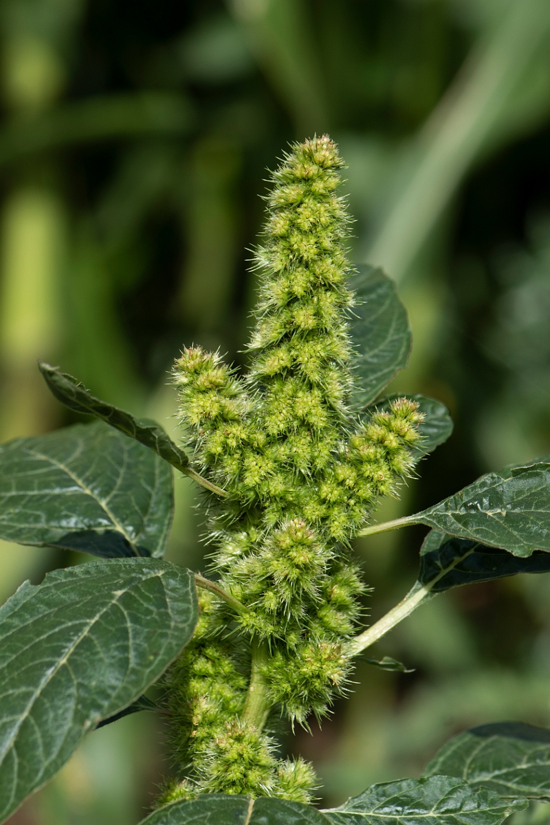 David Plant Photography - Wildlife Photography - Common amaranth - A.JPG - Common amaranth - Lincolnshire