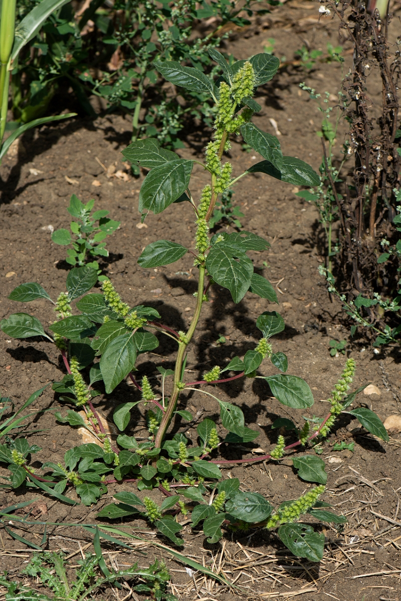 David Plant Photography - Wildlife Photography - Common amaranth - B.JPG - Common amaranth - Lincolnshire