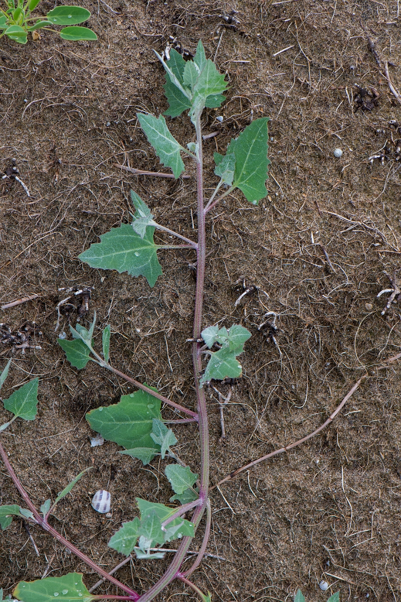 David Plant Photography - Wildlife Photography - Common orache - C.JPG - Common orache - Bridgend