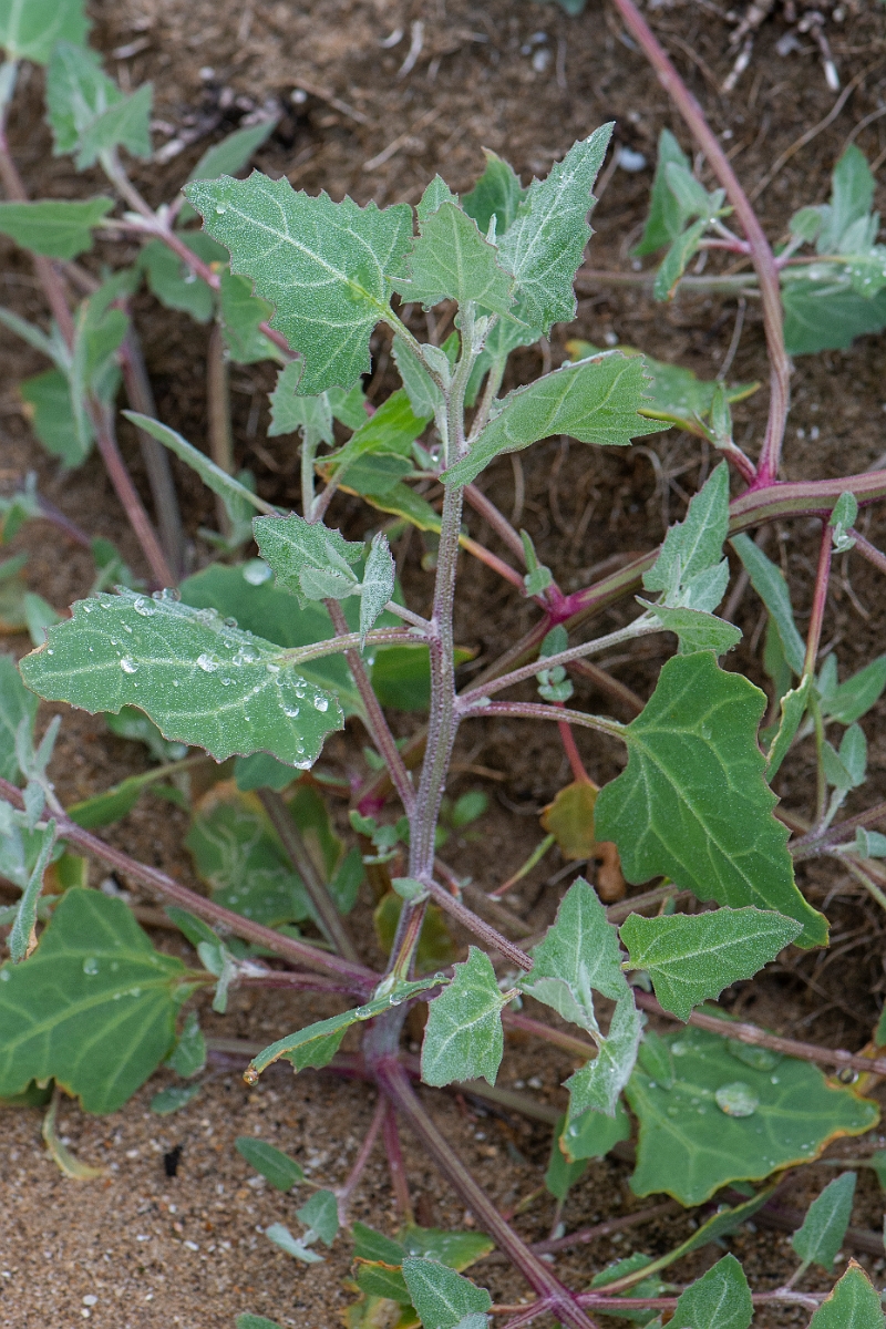 David Plant Photography - Wildlife Photography - Common orache - D.JPG - Common orache - Bridgend