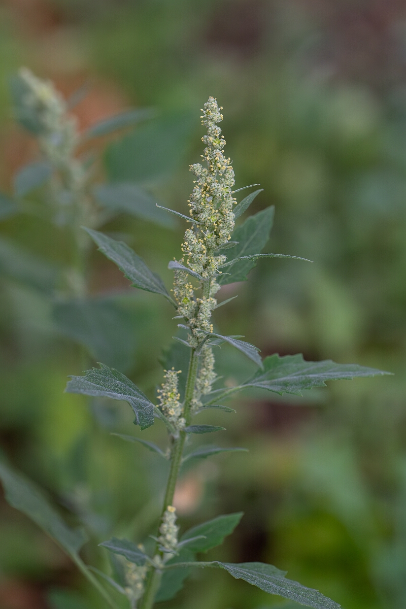 David Plant Photography - Wildlife Photography - Fat hen - B.jpg - Fat hen - Cambridgeshire