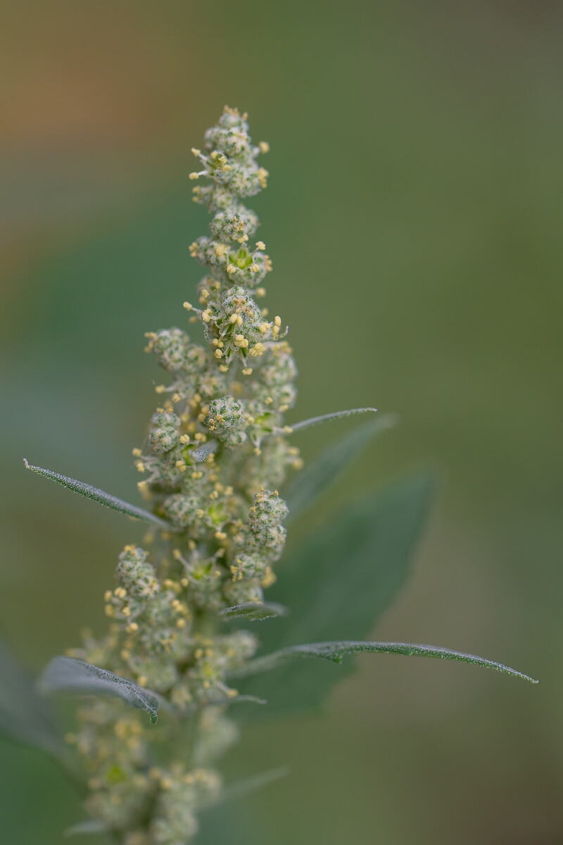 David Plant Photography - Wildlife Photography - Fat hen - C.jpg - Fat hen, flowers - Cambridgeshire