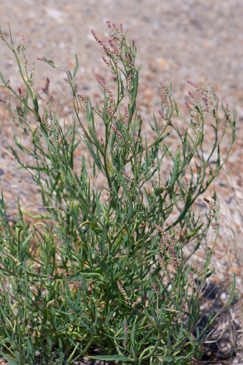 David Plant Photography - Wildlife Photography - Grass-leaved orache - B.jpg - Grass-leaved orache - Kent
