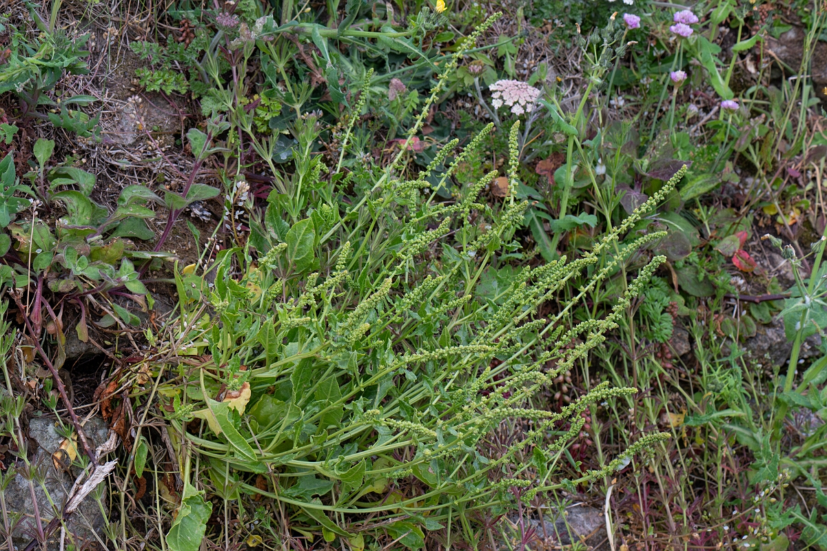David Plant Photography - Wildlife Photography - Sea beet - F.jpg - Sea beet - Cornwall