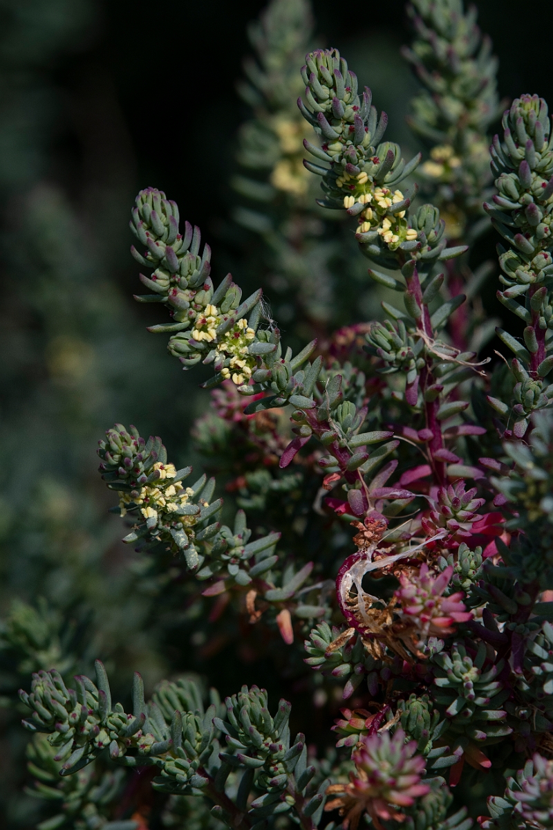 David Plant Photography - Wildlife Photography - Shrubby seablite - B.JPG - Shrubby seablite - Essex