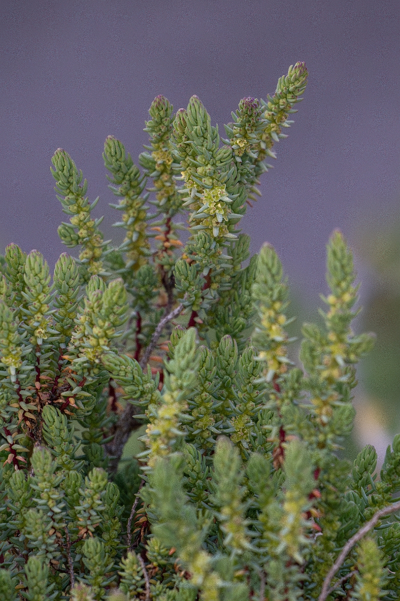 David Plant Photography - Wildlife Photography - Shrubby seablite - C.jpg - Shrubby seablite - Norfolk