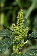 David Plant Photography - Wildlife Photography - Common amaranth - A