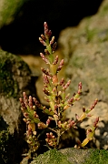 David Plant Photography - Wildlife Photography - Glasswort - A