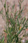 David Plant Photography - Wildlife Photography - Grass-leaved orache - A