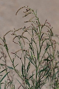 David Plant Photography - Wildlife Photography - Grass-leaved orache - C