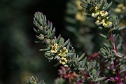 David Plant Photography - Wildlife Photography - Shrubby seablite - A