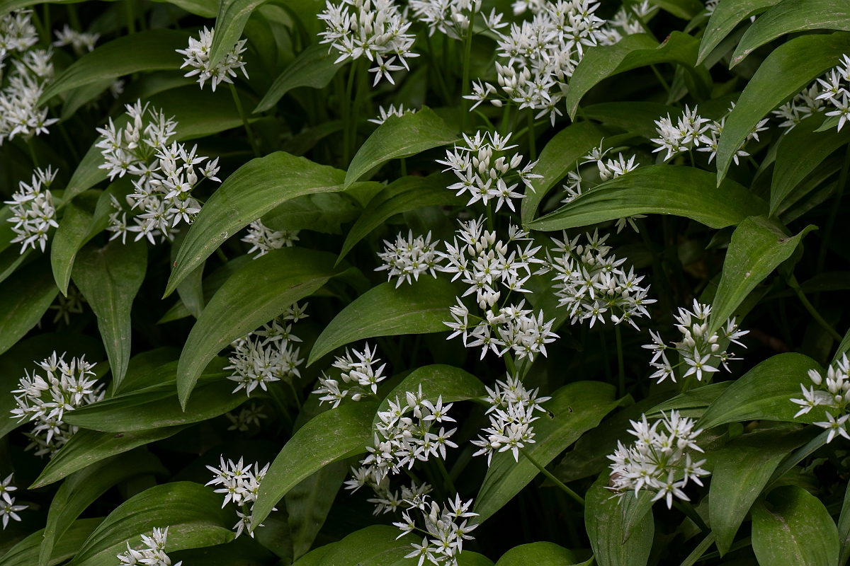 David Plant Photography - Wildlife Photography - Ramsons - E.JPG - Ramsons - Kent
