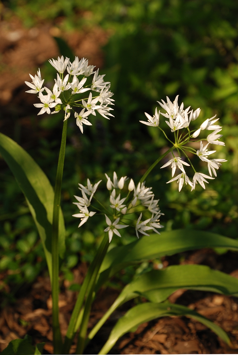 David Plant Photography - Wildlife Photography - Ransoms - A.jpg - Ramsons - Cotswolds