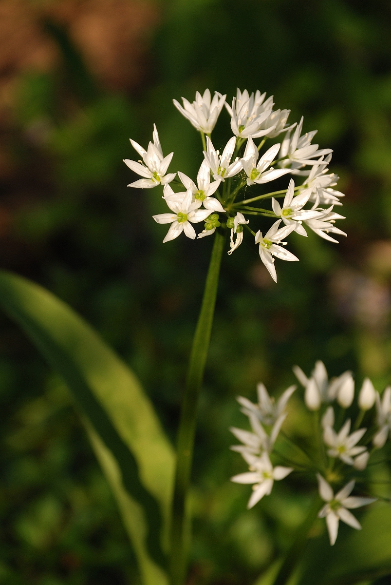 David Plant Photography - Wildlife Photography - Ransoms - B.jpg - Ramsons - Cotswolds