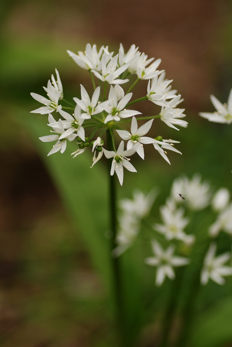 David Plant Photography - Wildlife Photography - Ransoms - C.jpg - Ramsons - Cotswolds