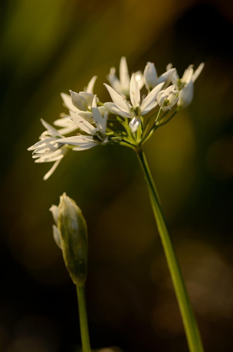 David Plant Photography - Wildlife Photography - Ransoms - D.jpg - Ramsons - Cotswolds
