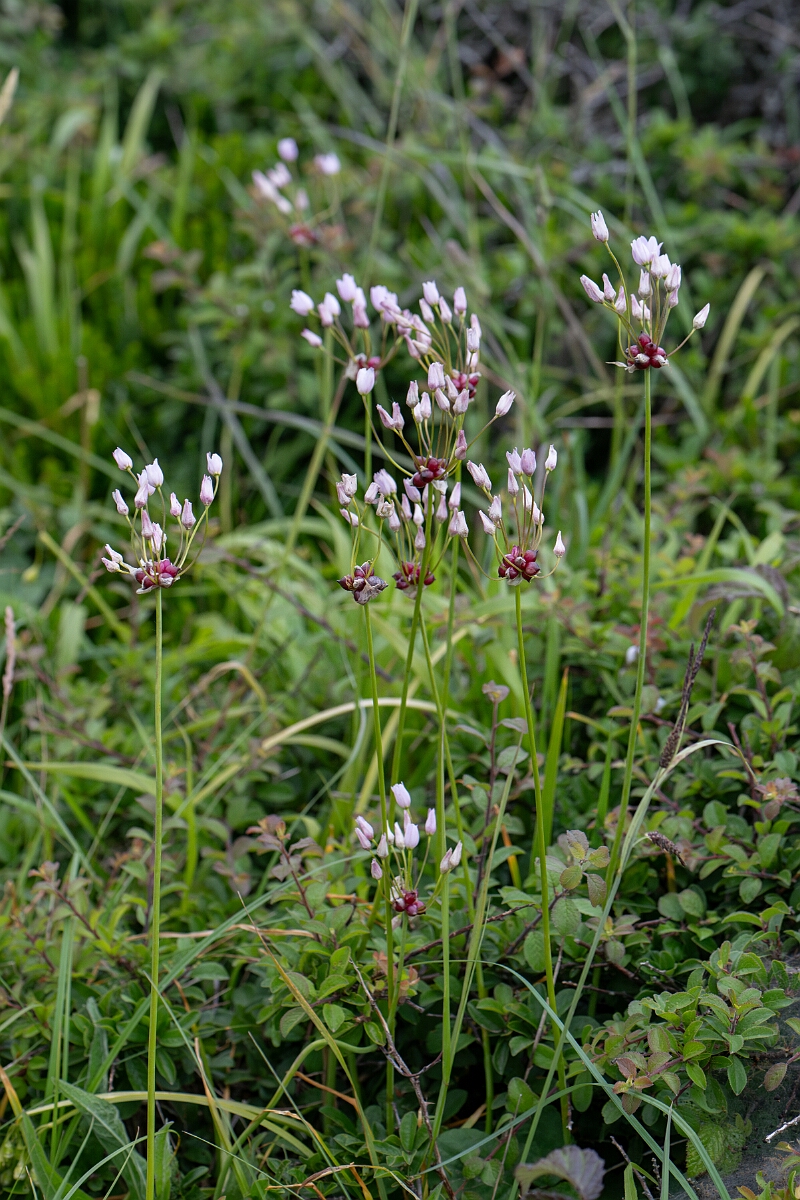 David Plant Photography - Wildlife Photography - Rosy garlic - B.jpg - Rosy garlic - Cornwall