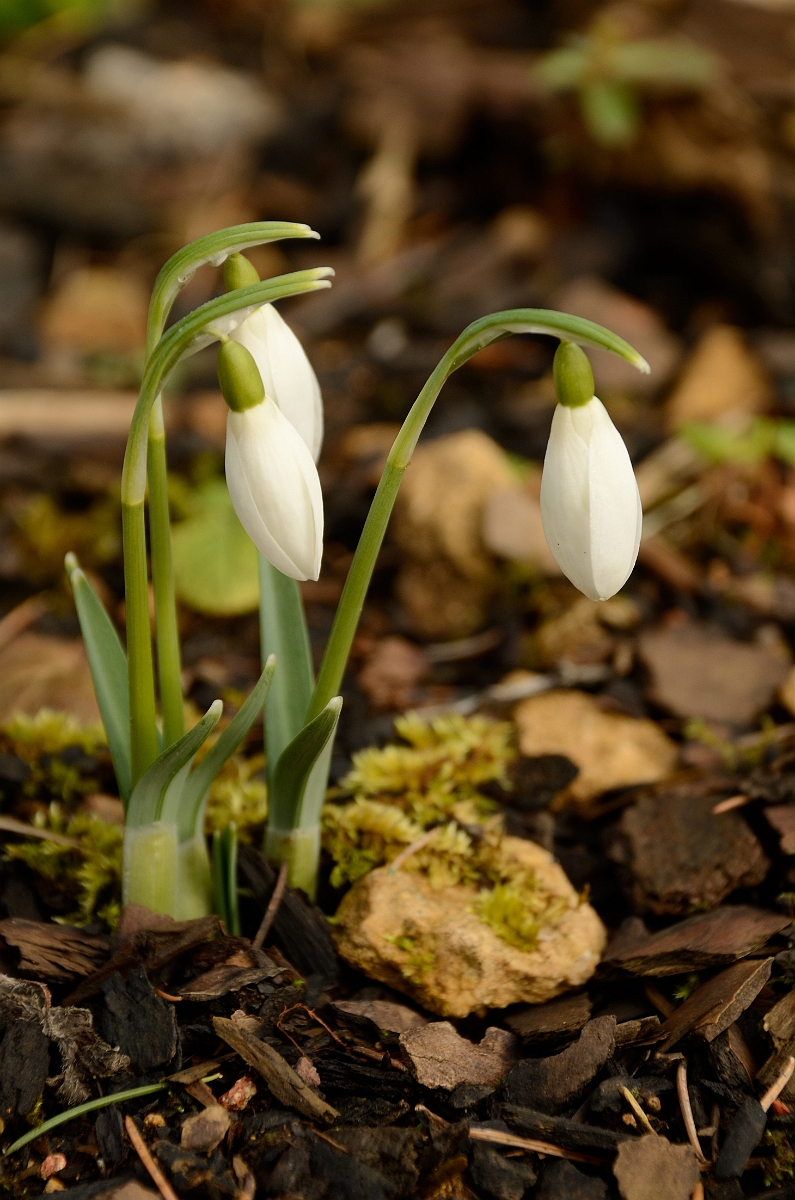 David Plant Photography - Wildlife Photography - Snowdrop - A.jpg - Snowdrop - Cotswolds