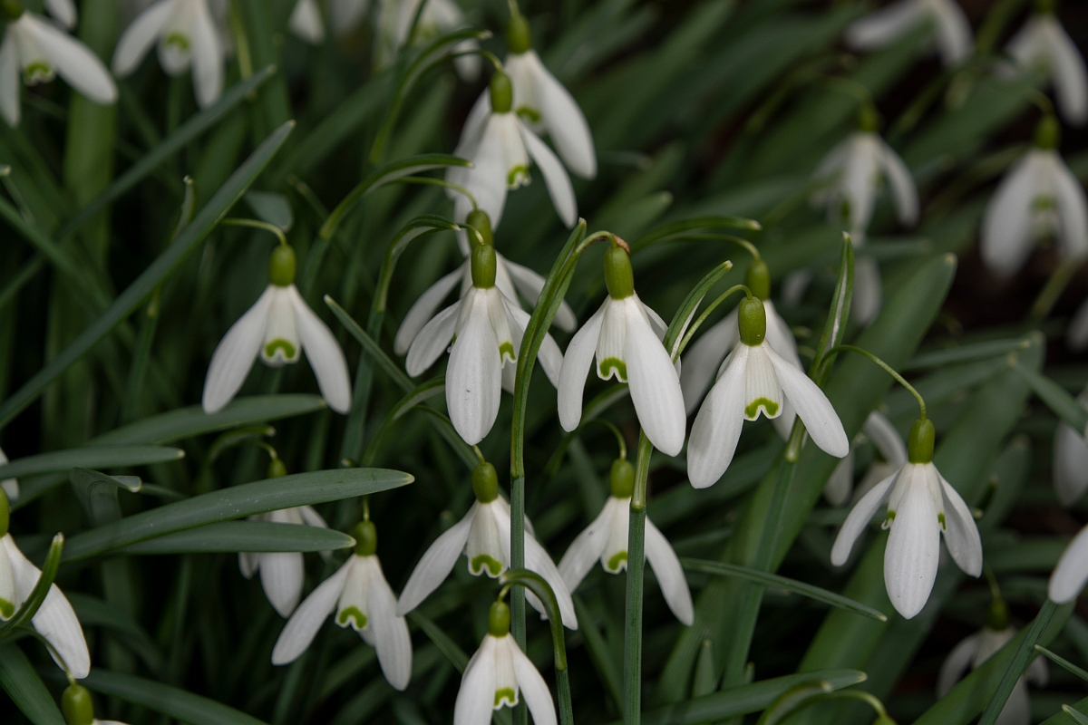 David Plant Photography - Wildlife Photography - Snowdrop - B.jpg - Snowdrop - Cotswolds
