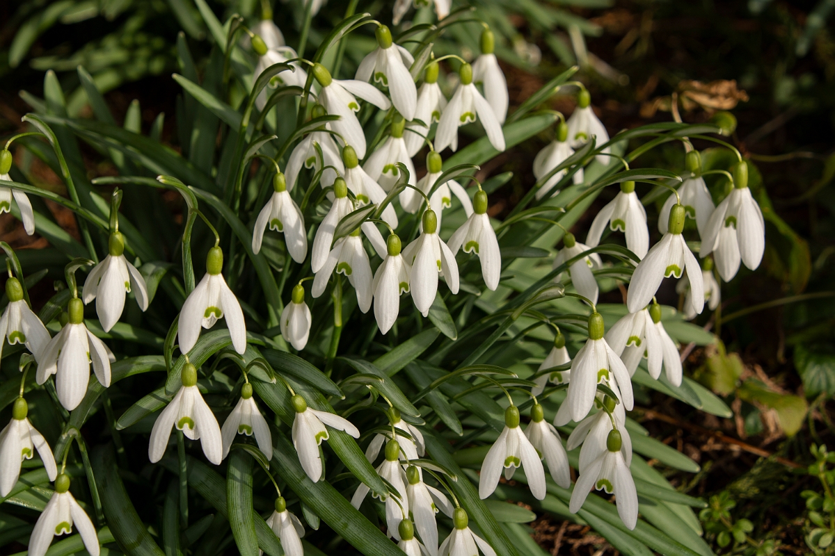 David Plant Photography - Wildlife Photography - Snowdrop - D.jpg - Snowdrop - Cotswolds