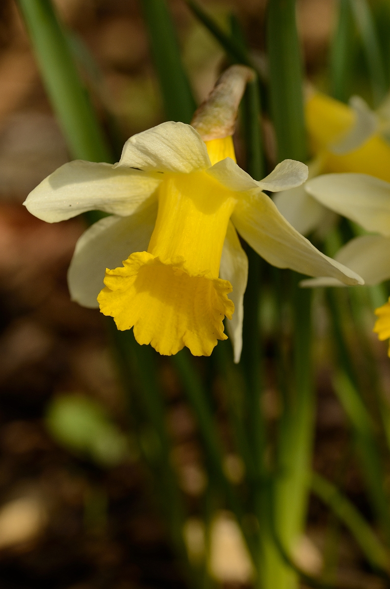 David Plant Photography - Wildlife Photography - Wild daffodil - A.jpg - Wild daffodil flower - Cotswolds